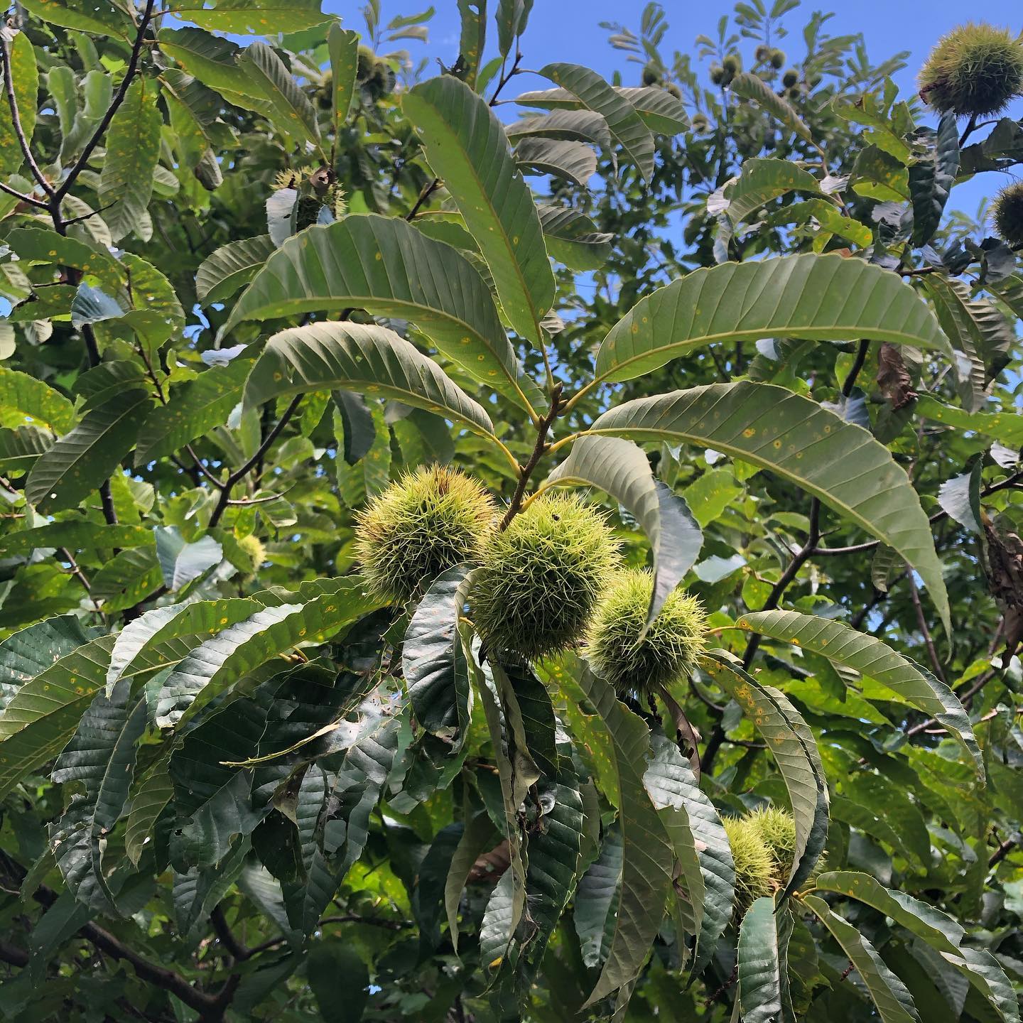 ご自由にお持ち帰りください。