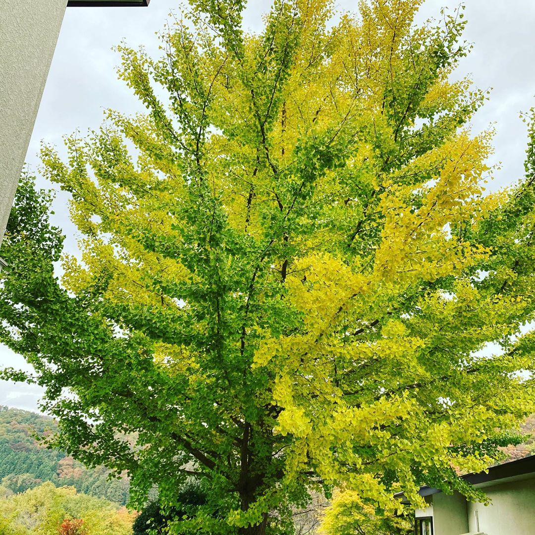 ウッドデッキからの紅葉動画です♪