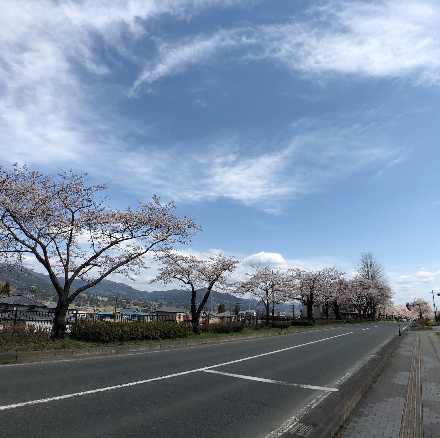 平泉が満開です🌸