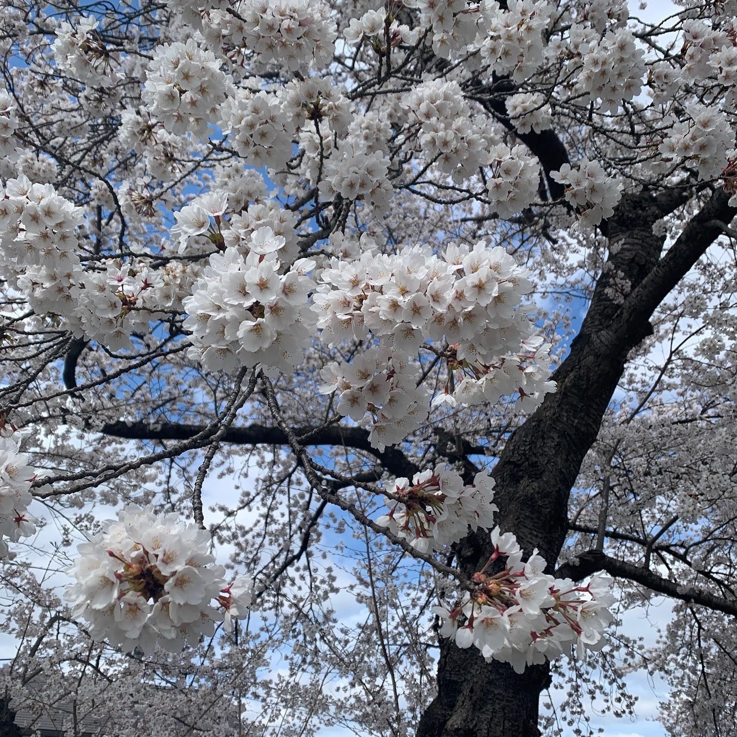 ただいま磐井川河川敷で散歩中♪