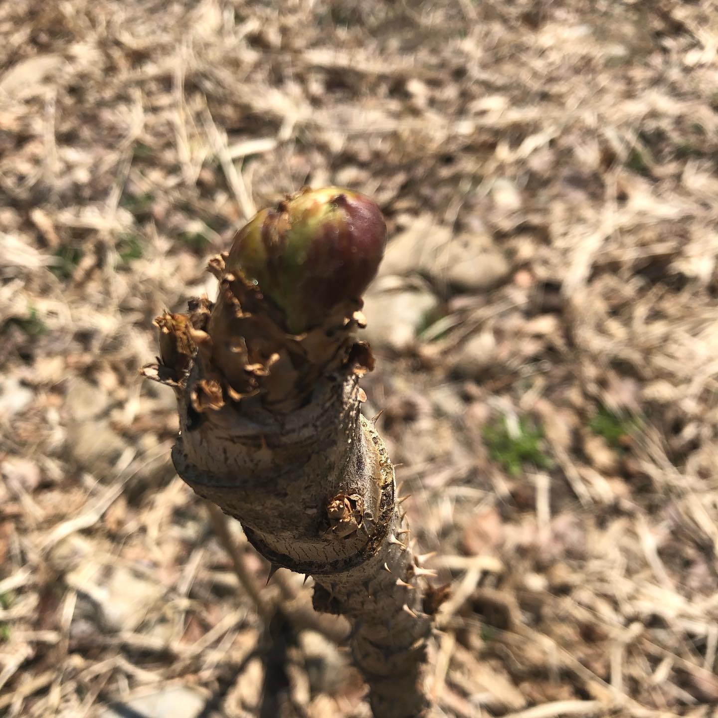 山菜の季節です！