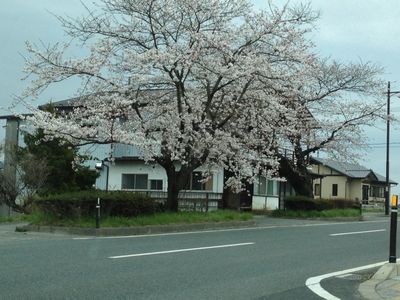 平泉と厳美渓の桜を見て来たんですけど。