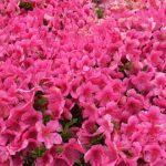 深緑とつつじのコントラストが絶妙♪