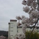 桜が見頃です♪
