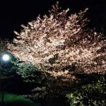夜桜S司