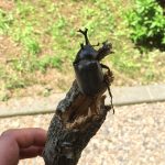 あ！カブトムシ。