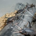 今年も鈴虫が♪