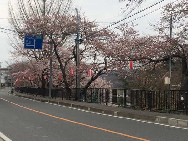 厳美の桜ってどうなってるの？