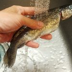 ニジマスを塩焼きで！