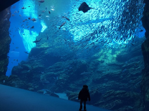 仙台うみの杜水族館見学リポート