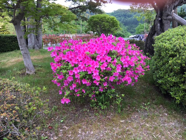 お花畑や〜ん♪