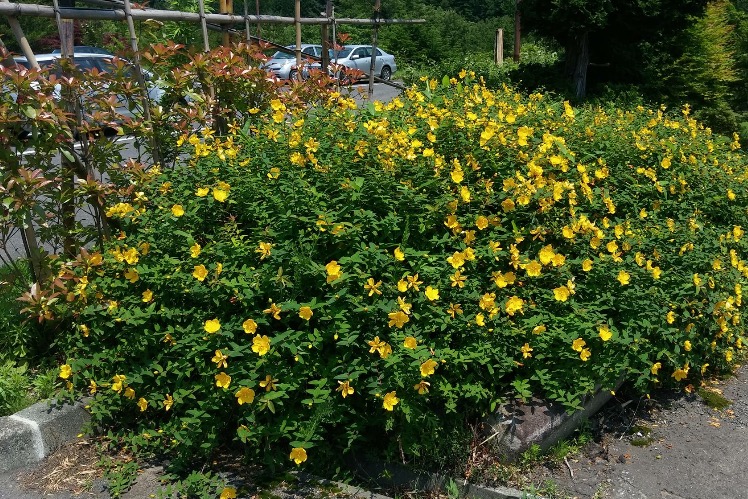 散策マップ完成♪