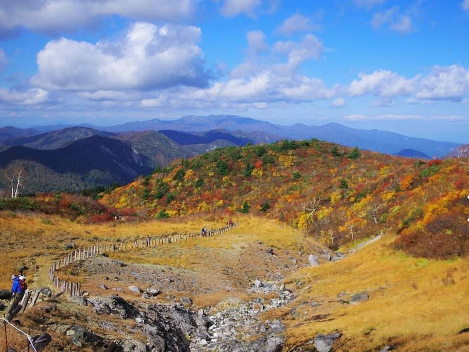 栗駒山が見頃です♪
