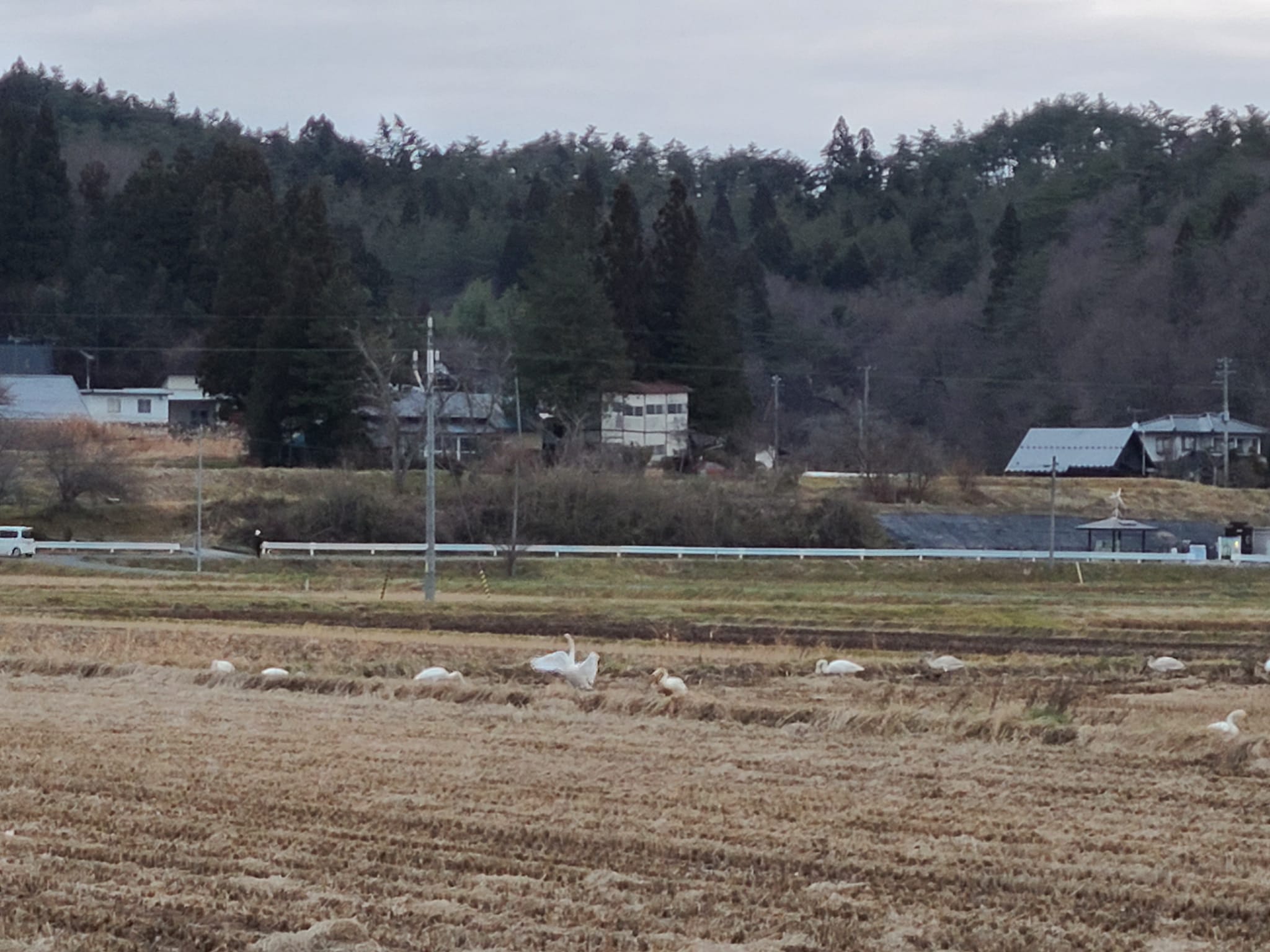 白鳥に会えるかもしれませんよ♪