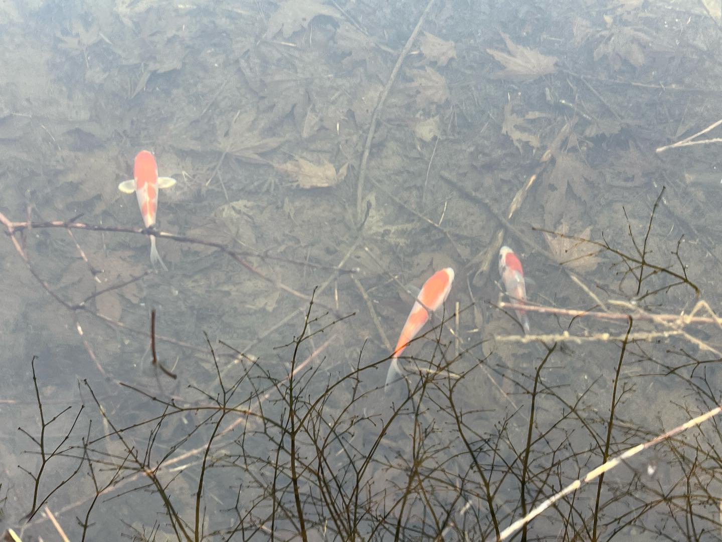 鯉さん、健やかに育ってください♪