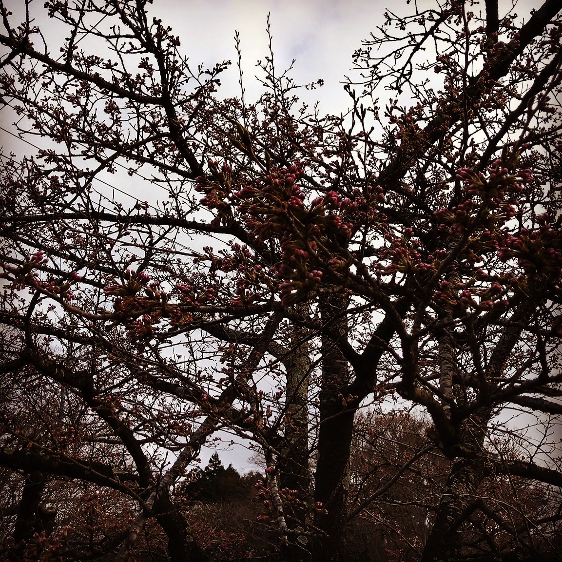 北上展勝地まで行ってきました。