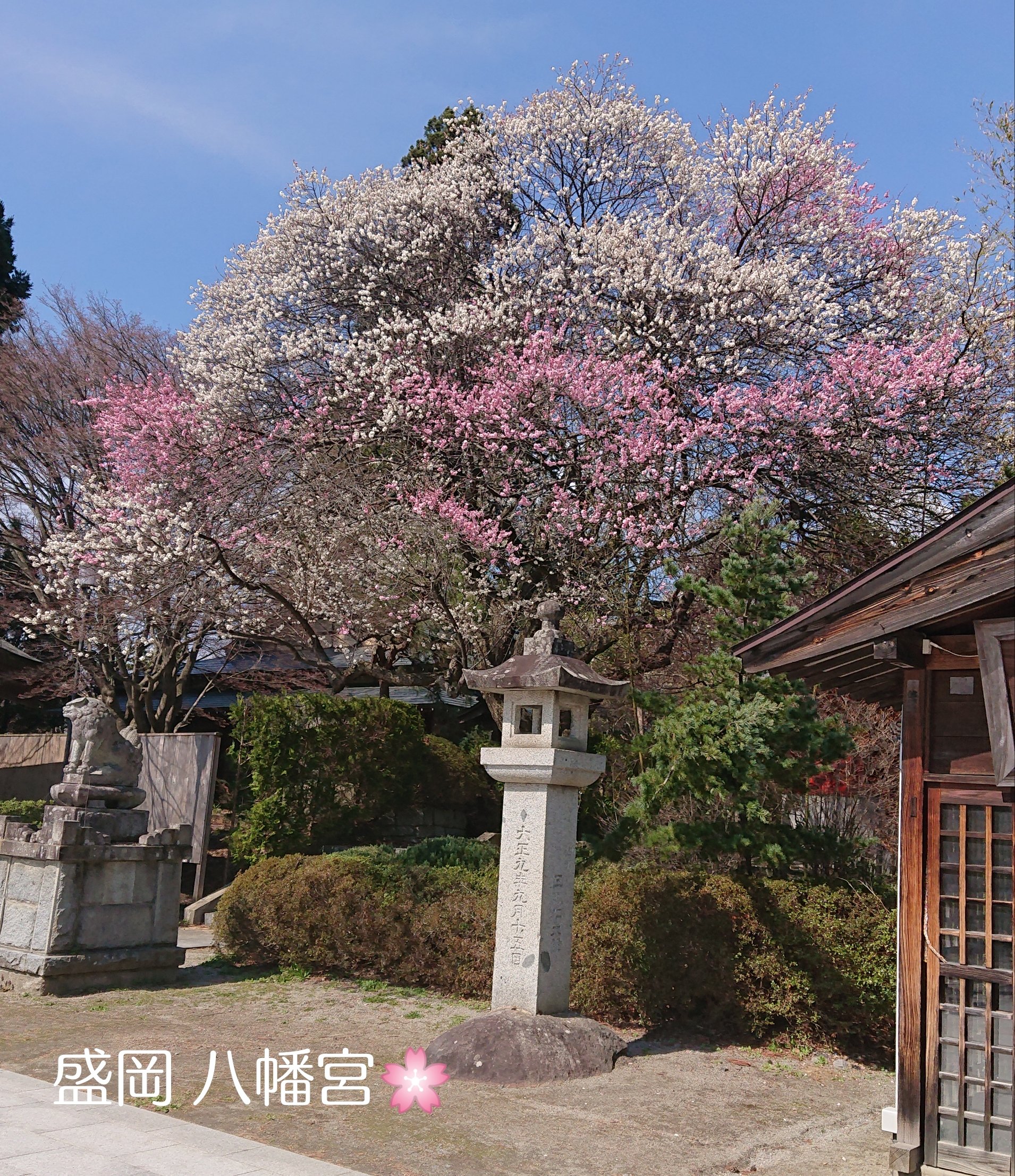 追いかけて盛岡。