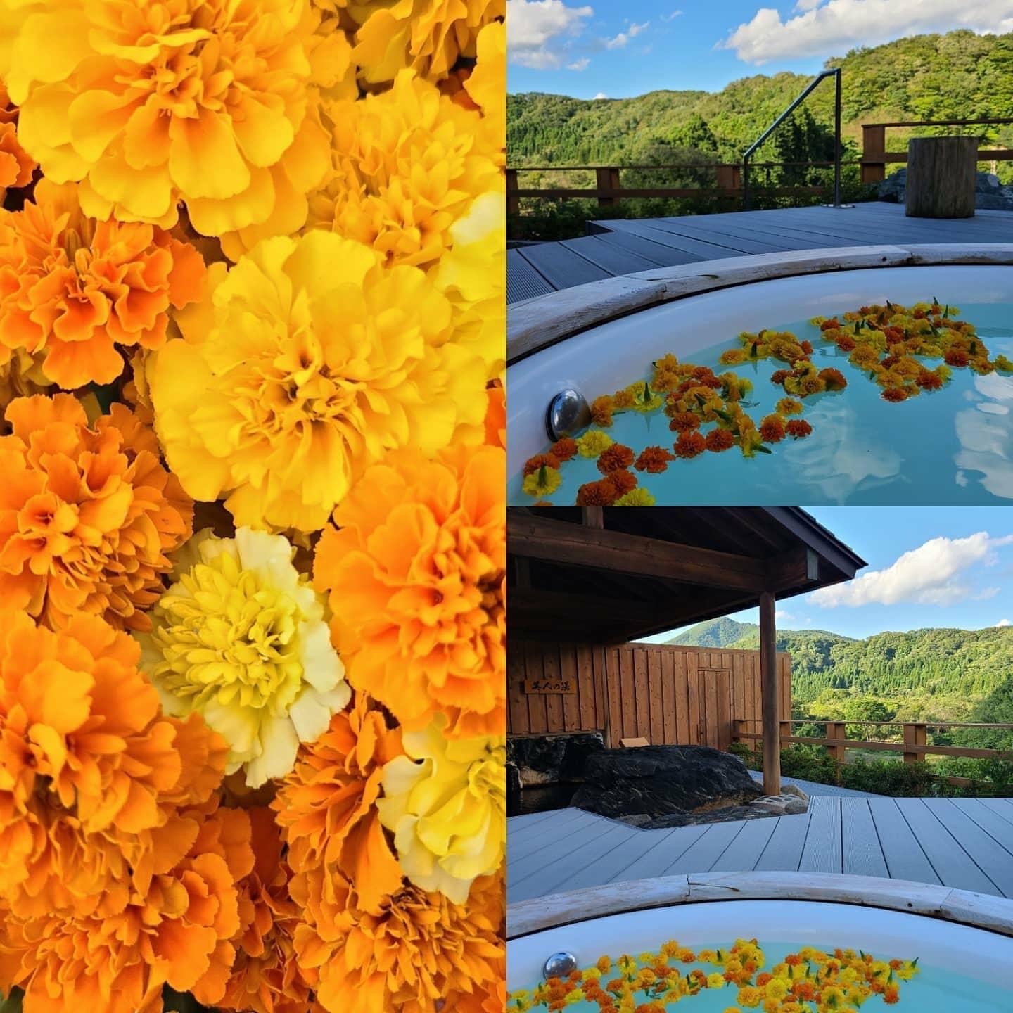 本日はアップルミント。