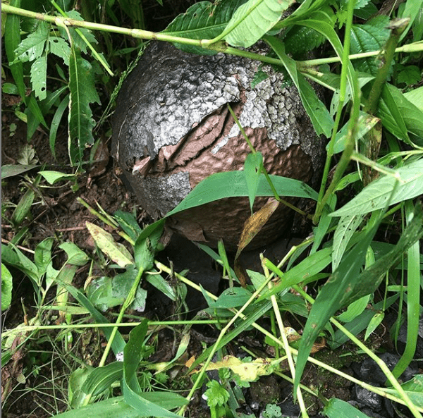 草刈り中に発見。