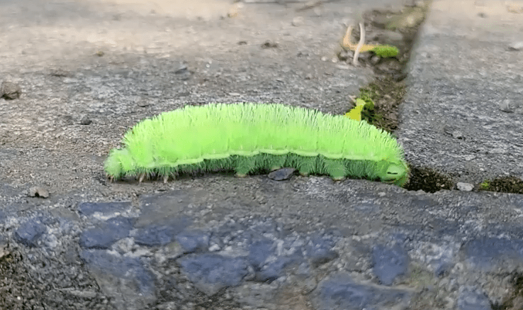 かわいいお客様♪