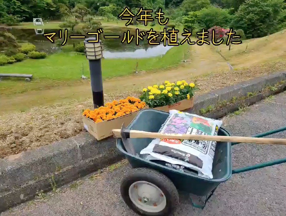 今年もマリーゴールドを植えました♪