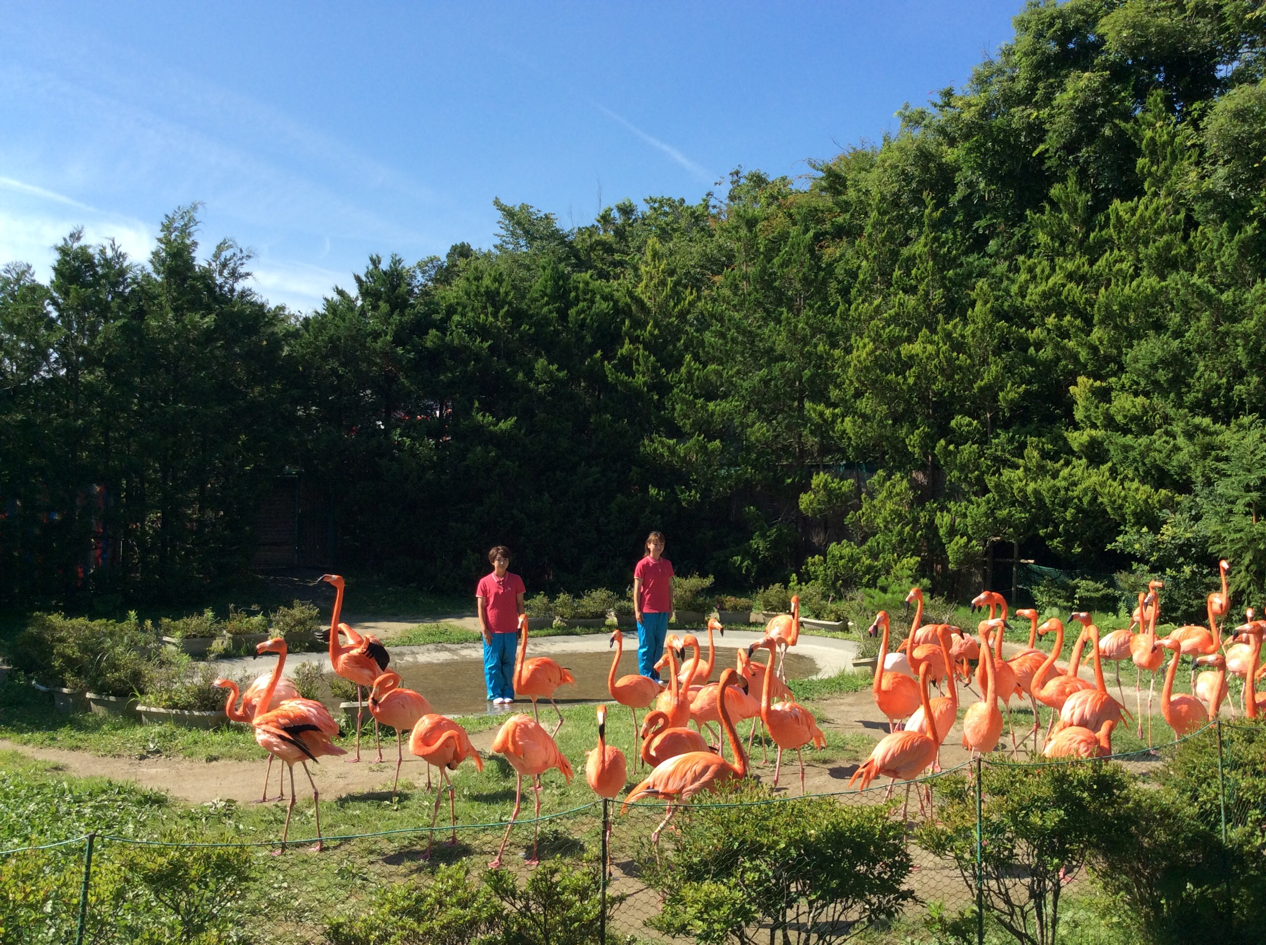 瑞泉郷のファミリープランはお得がいっぱい～♪その１岩手サファリパーク