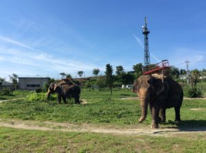 象のふれあい会