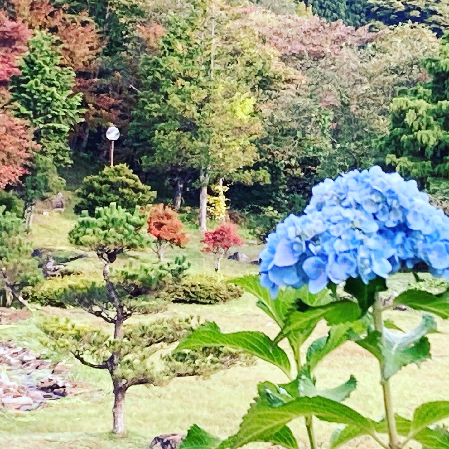 紫陽花と紅葉。