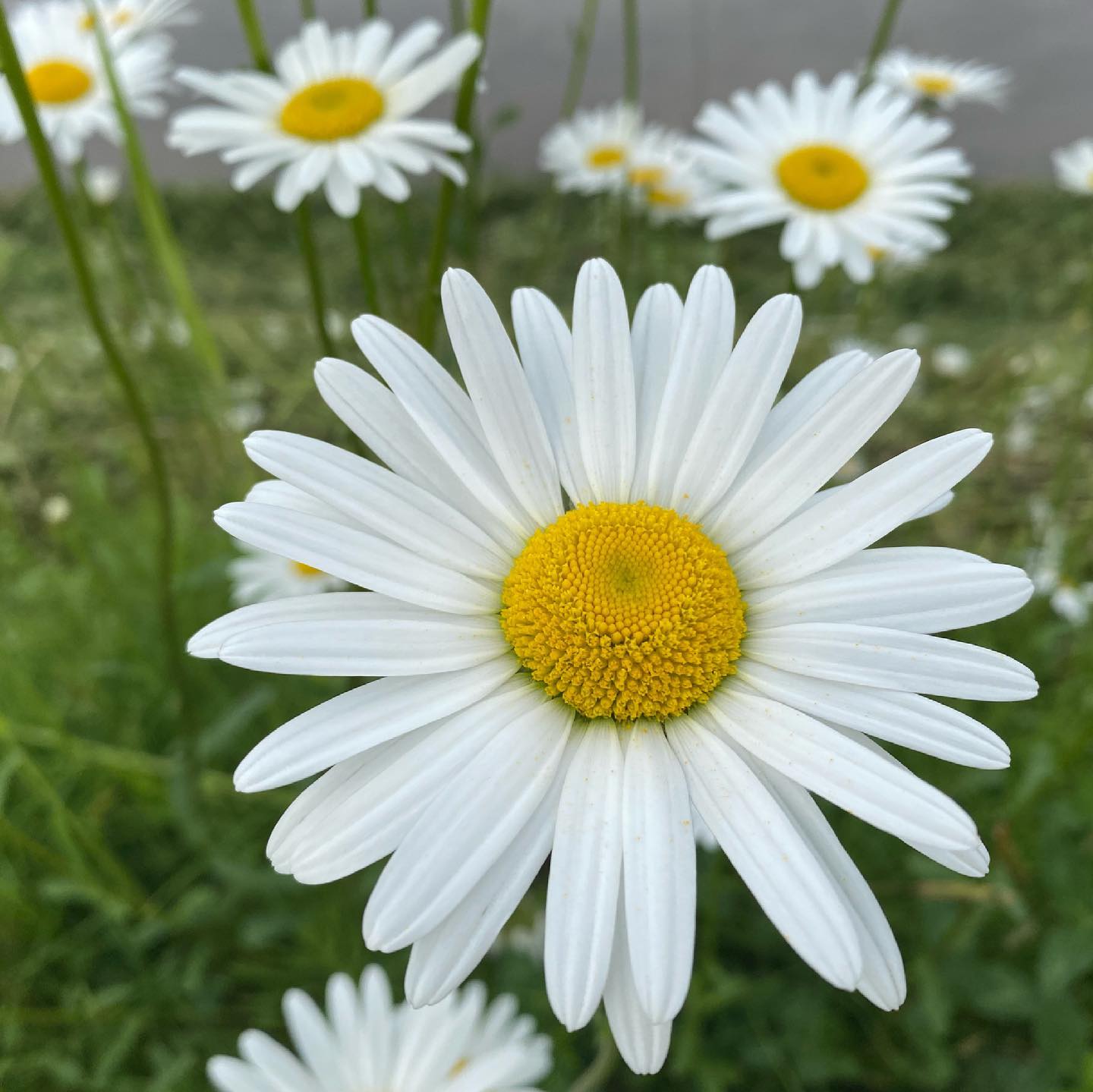 かわいいお花たちです♪