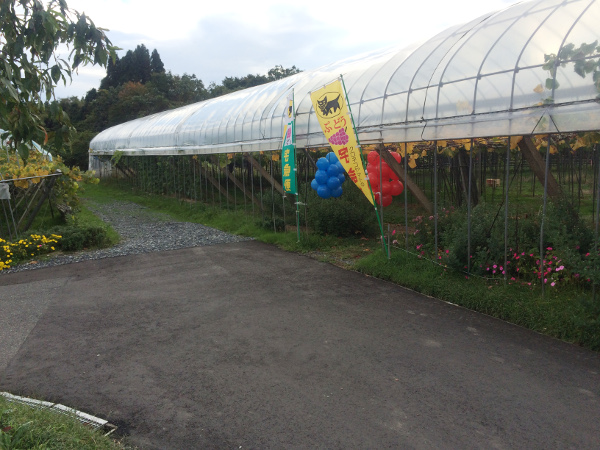なんて甘くて美味しいの♪内山ブドー園！