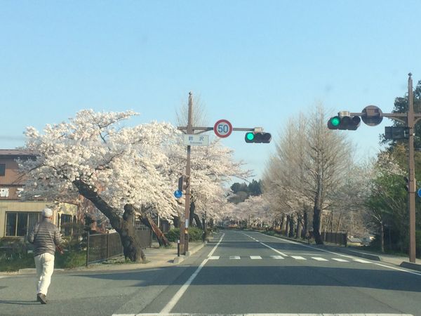 平泉の桜も見てきました。