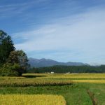 黄金色に染まってます♪