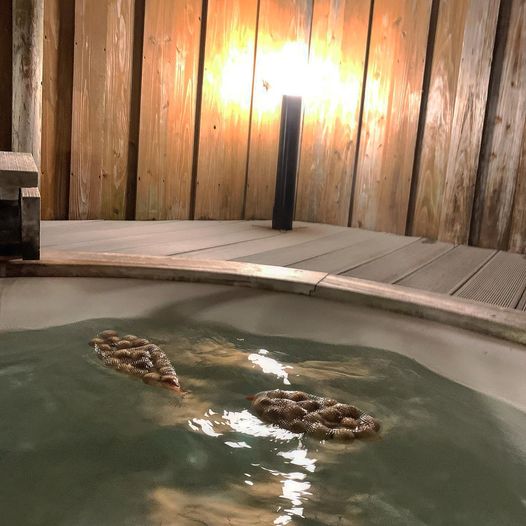 ひのきの湯玉でリラックス♪