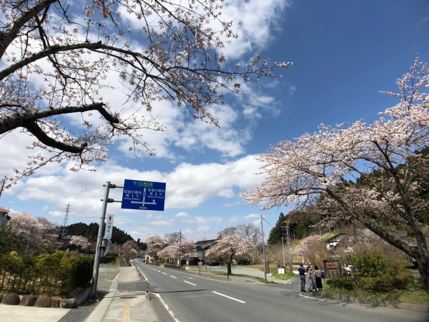 平泉は桜満開です♪