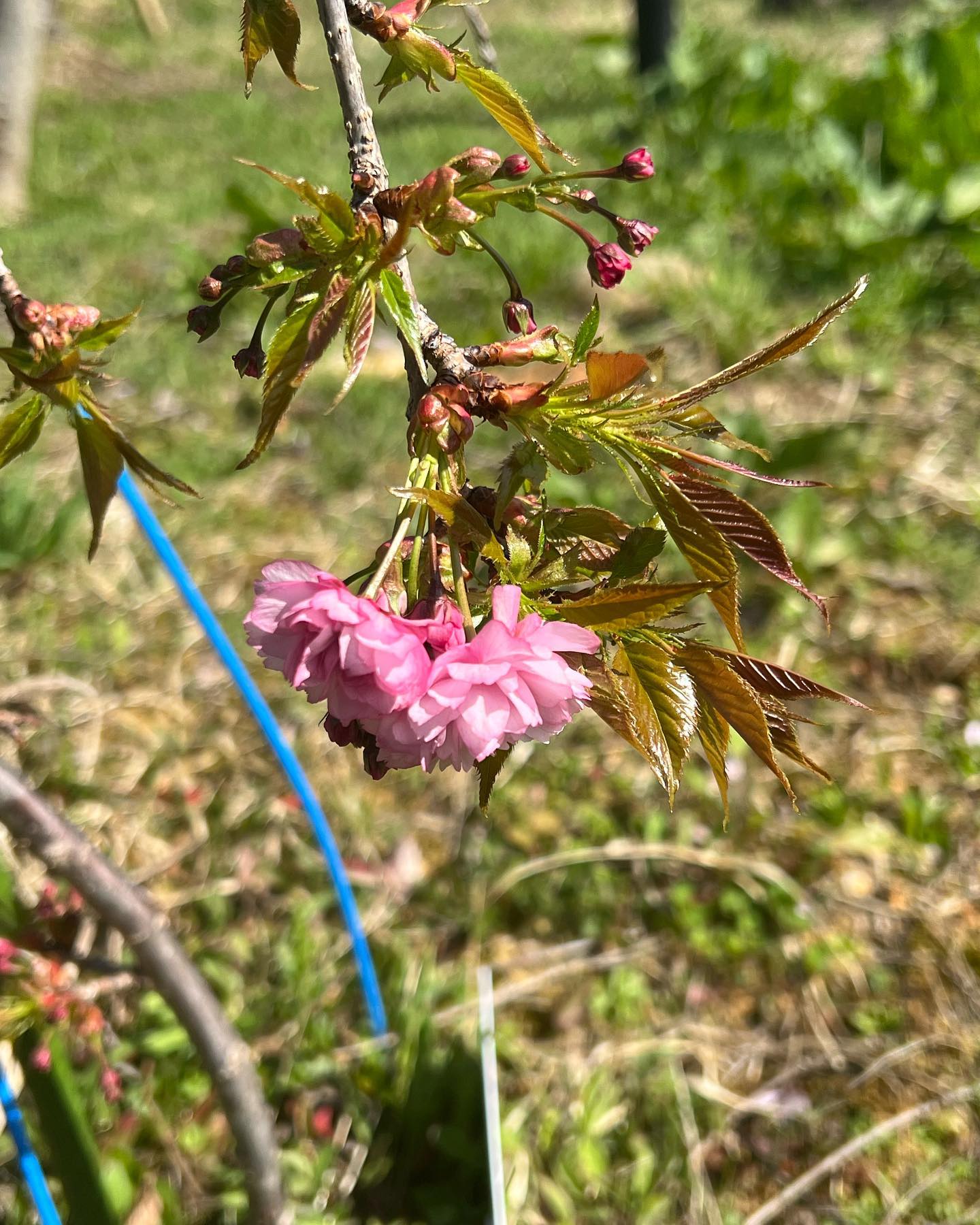 昨年植樹した桜も開花しました！