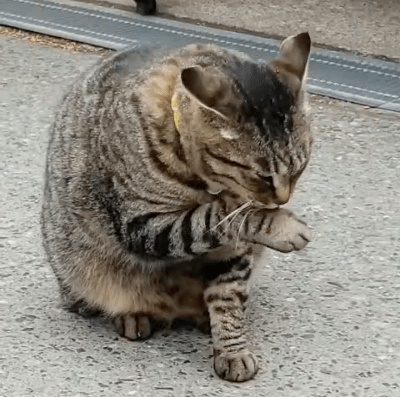 中尊寺の人気者に会って来ました♪