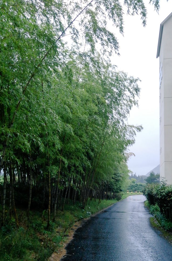 竹林です。