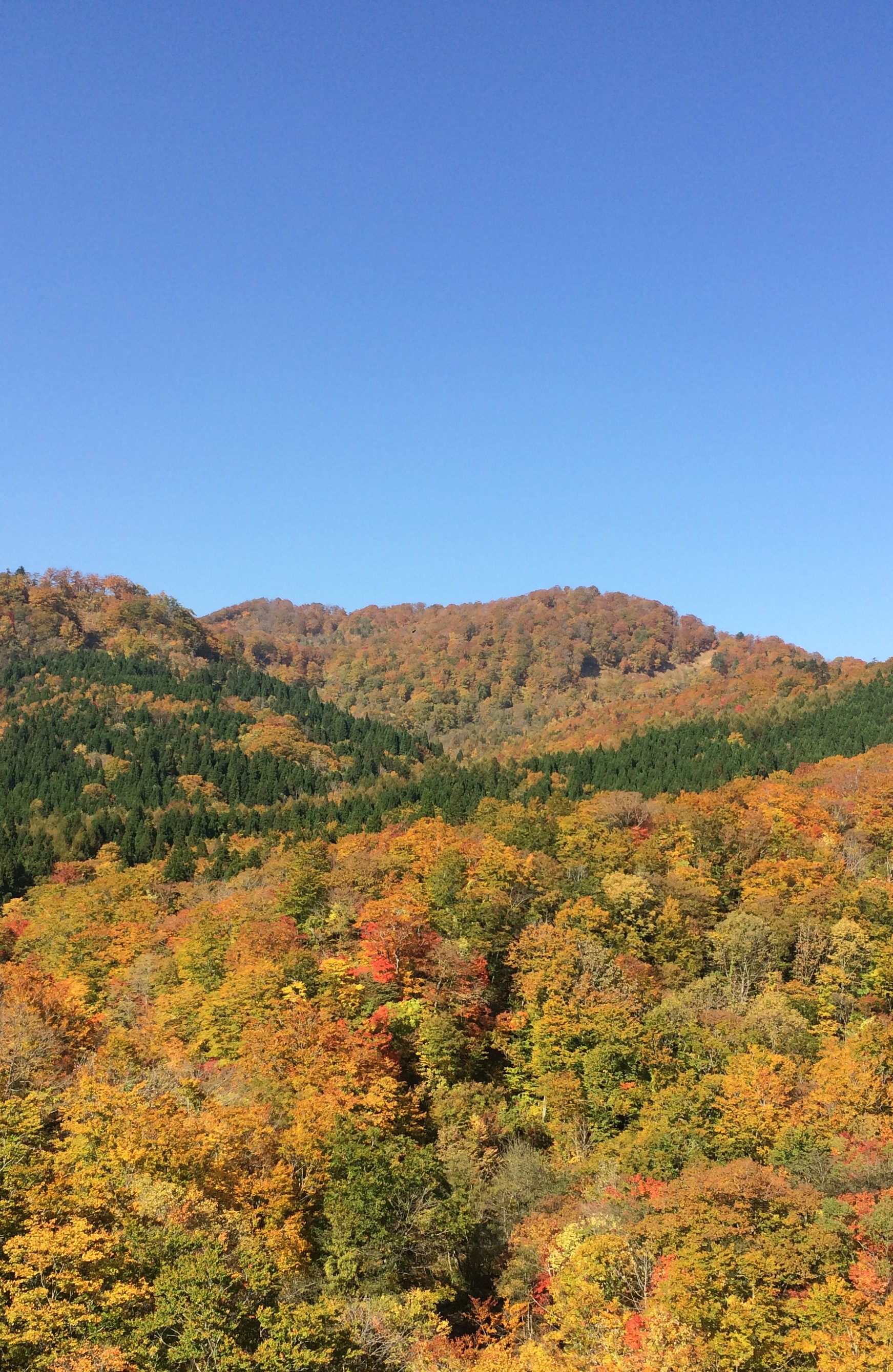 瑞泉郷紅葉情報
