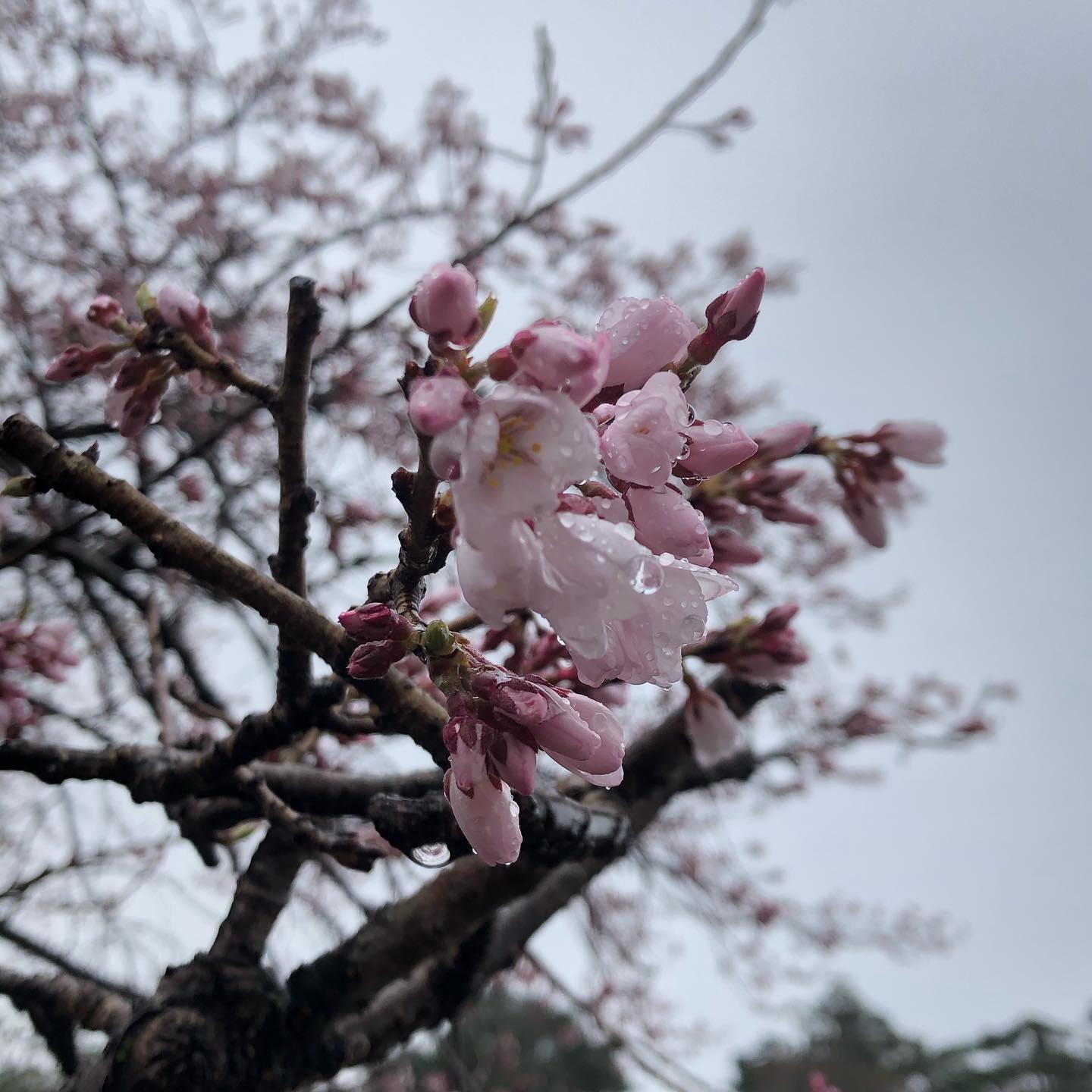 厳美渓の桜 開花状況。