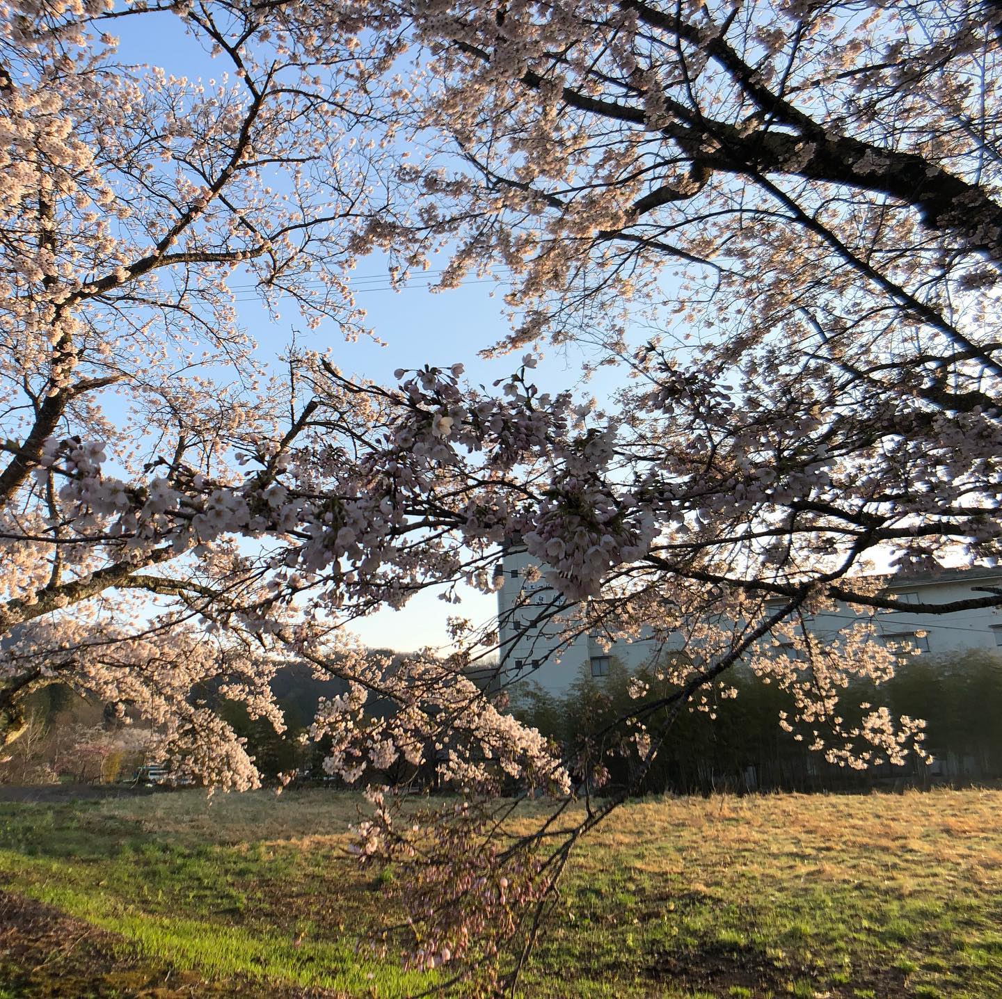 瑞泉郷周辺の桜は今が見頃♪