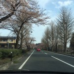 今朝も、平泉と厳美渓の桜はどうなってるかを見てきました。