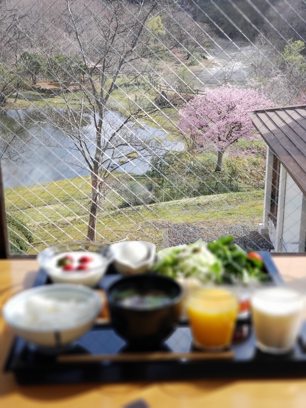 八重桜を眺めながら朝食を♪