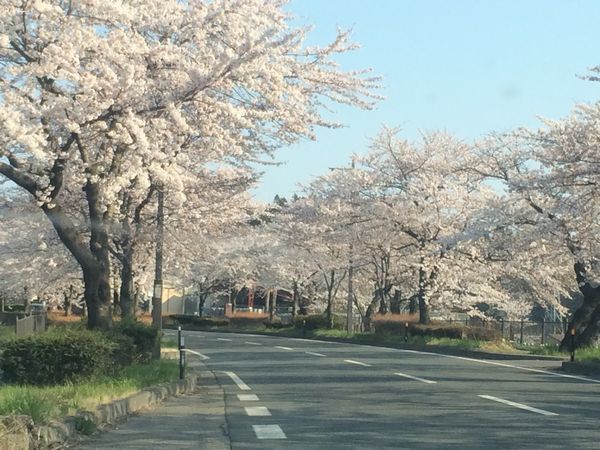 厳美渓と平泉の、桜の開花予想！