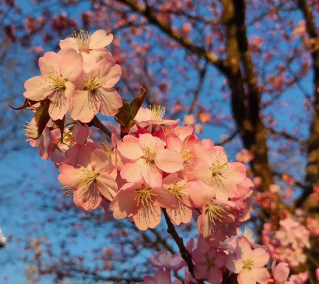 桜満開の瑞泉郷は色んなお花にあふれています♪